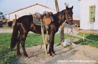Photo-titre pour cet album: La ferme Guaran en Kabardino-Balkarie
