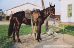 2003-ferme Guaran - cheval en cours de debourage