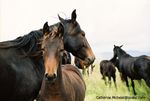 Chevaux-kabardines