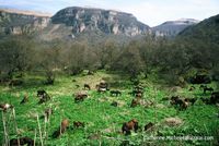 Photo-titre pour cet album: Transhumance des Kabardines